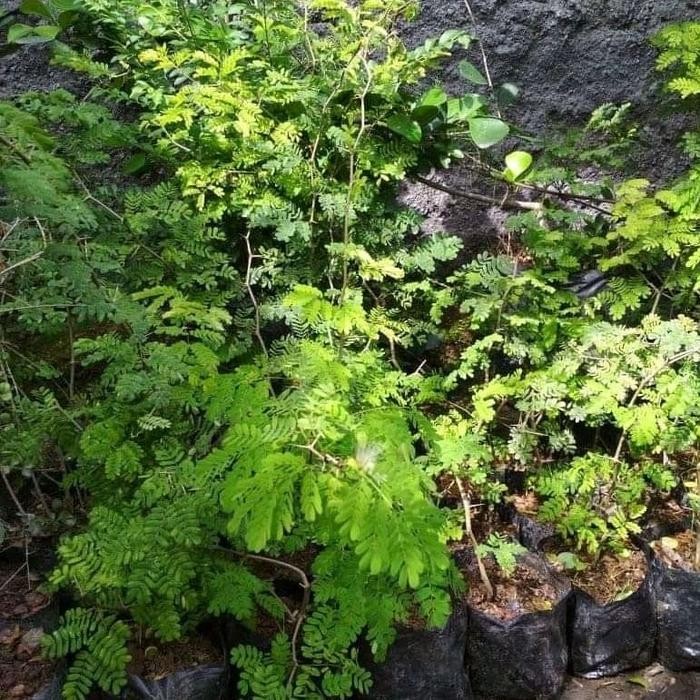 PREMIUM Bahan Bonsai Brazilian Rain Tree Impor