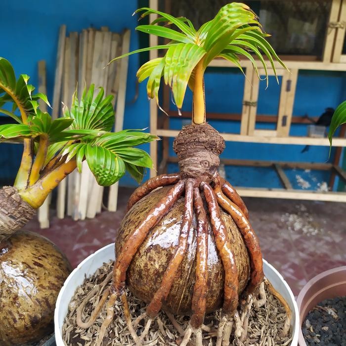 PREMIUM Bonsai Kelapa/bonsai kelapa hias