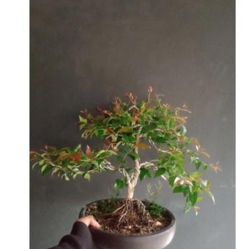 PREMIUM bonsai dewandaru bonsai dewandaru