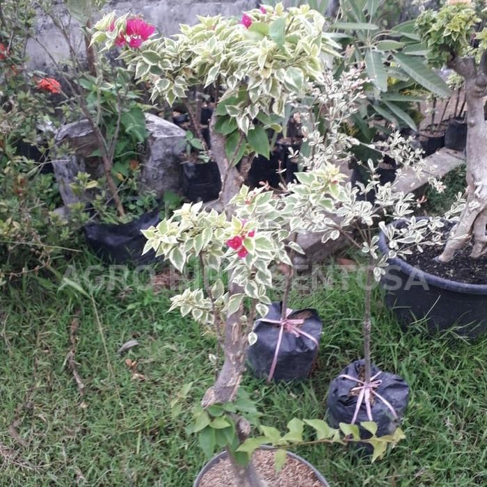 PREMIUM bonsai Bougenville sudah berbunga tinggi 1 meter 1 pohon 3 warna