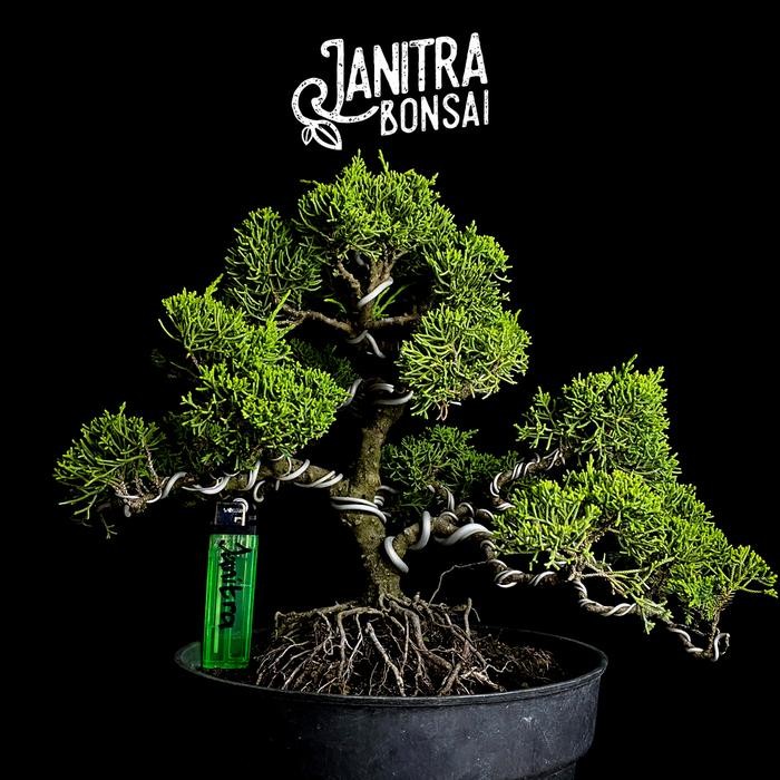 PREMIUM Bonsai cemara sargenti jadi siap pajang