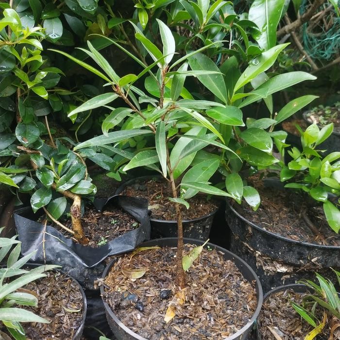 PREMIUM Bahan Bonsai Beringin Afrika Impor