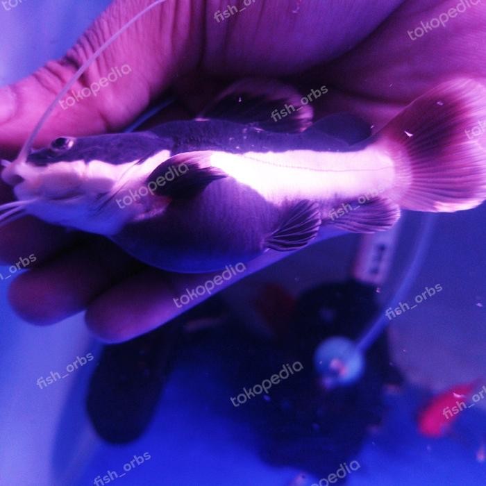PREMIUM Hiasan aquarium Red Tail Catfish Shortbody /RTC SB
