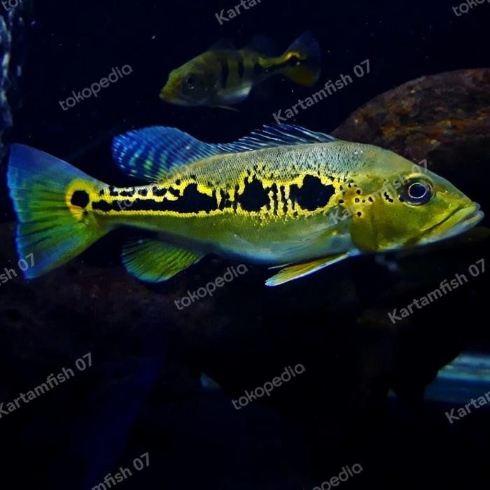 Pawretty- peacock bass pbass orinoco