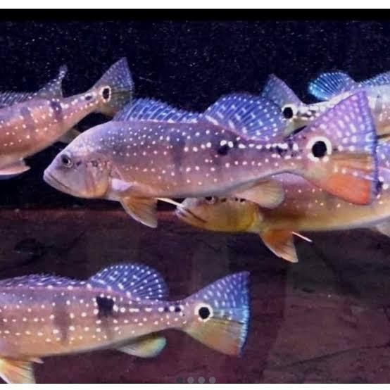 Pawretty- Peacock bass Pinima