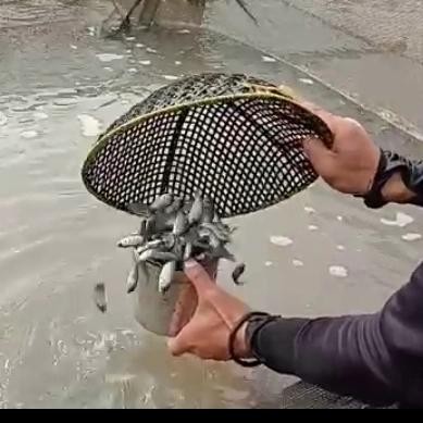 Pawretty- bibit nila nirwana 3 (1liter)