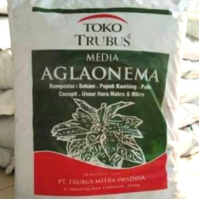 Media Tanam Aglaonema Trubus
