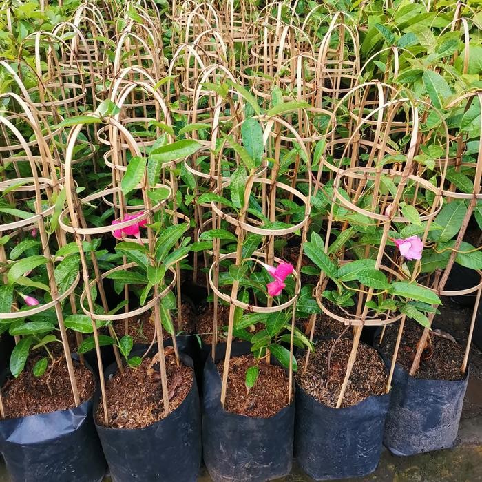 Tanaman Alamanda Kuning/ Alamanda Merah/ Alamanda Putih/ Alamanda Ungu