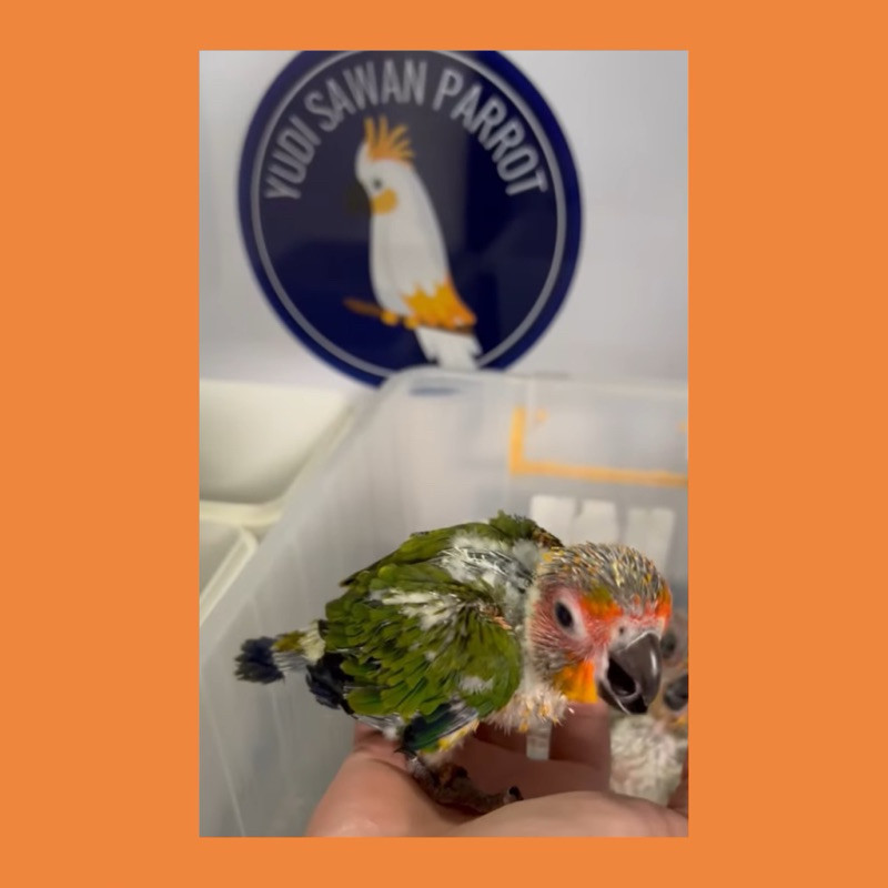 Burung Sun Conure Parrot