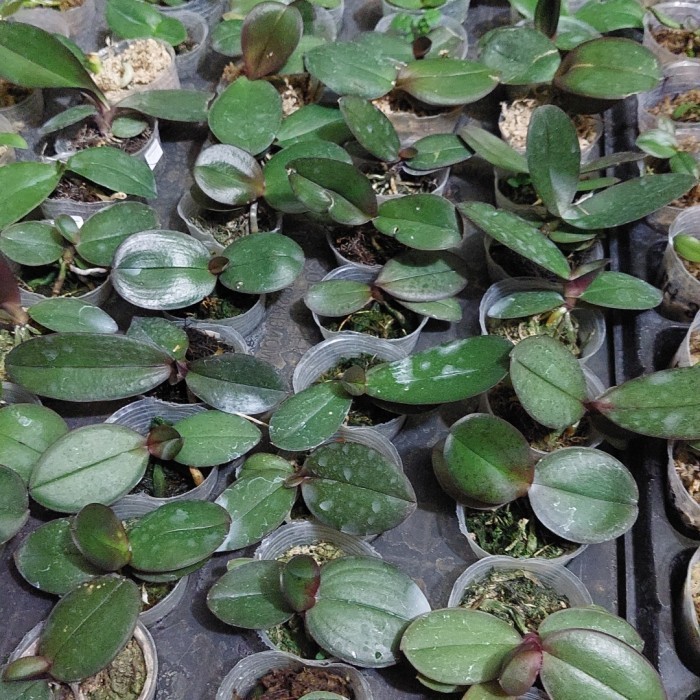 (Expert) bibit anggrek bulan bunga jumbo