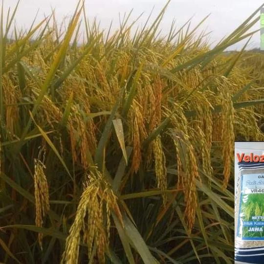 benih padi vr 46 kemasan 5 kg