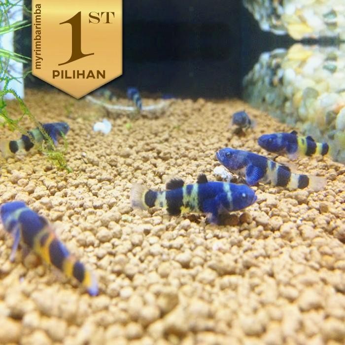 Paket Koloni (isi 10) Anakan Mini Goby Bumblebee Ikan Hias Aquascape HIasan Aquarium Micro