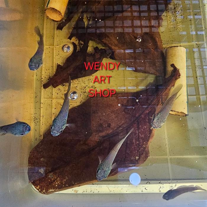 Wild Betta SP Antuta (Captive Breeding)