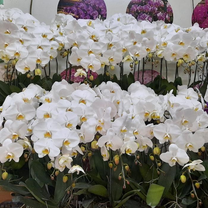 Bunga Anggrek Bulan Premium Eka Karya 1 pohon (pot plastik/polybag)