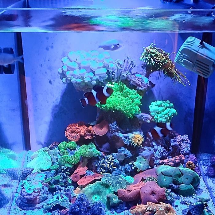 PREMIUM Lampu Aquarium - KMS Led 20 watt