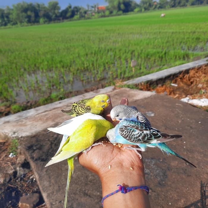 PREMIUM Parkit Jinak dan Skil aman untuk anak main Outdoor (Mainan Burung)