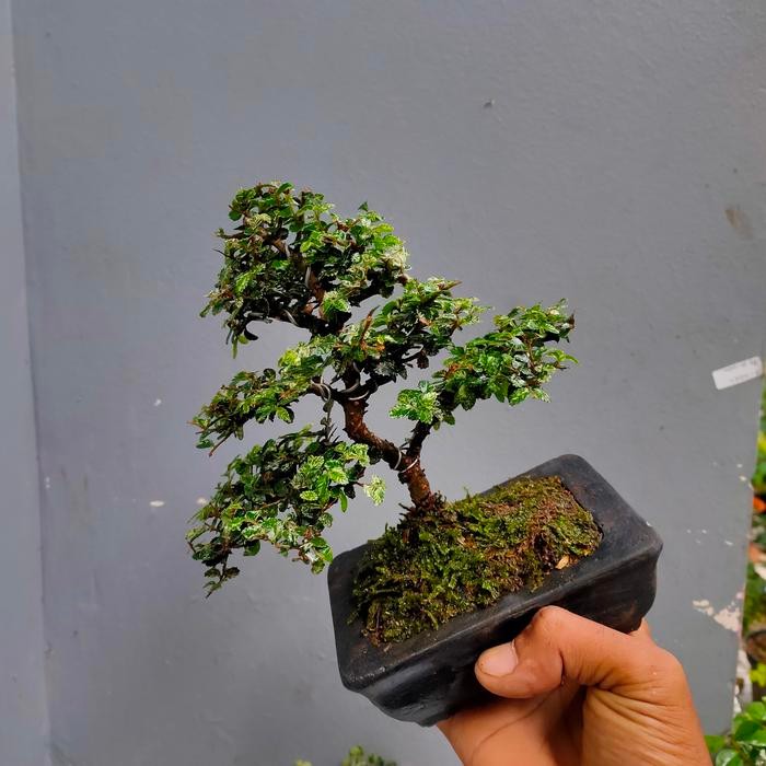 JTTOP" BONSAI MAME ULMUS SUPER MIKRO SUDAH PAKAI POT