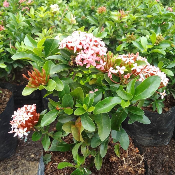 JTTOP" TANAMAN HIAS BUNGA SOKA. SOKA BUNGA PINK