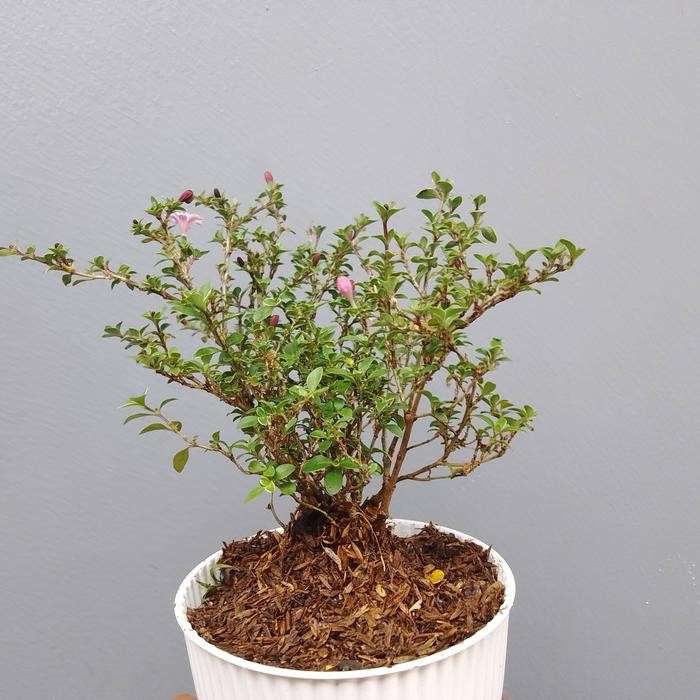 JTTOP" TANAMAN HIAS SERIBU BINTANG BUNGA PUTIH DAN UNGU MUDA.GRATIS POT PUTIH