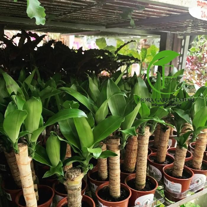 JTTOP" TANAMAN HIAS BIBIT DRACAENA FRAGRANS / DRACAENA FRAGRANS / INDOR PLANT