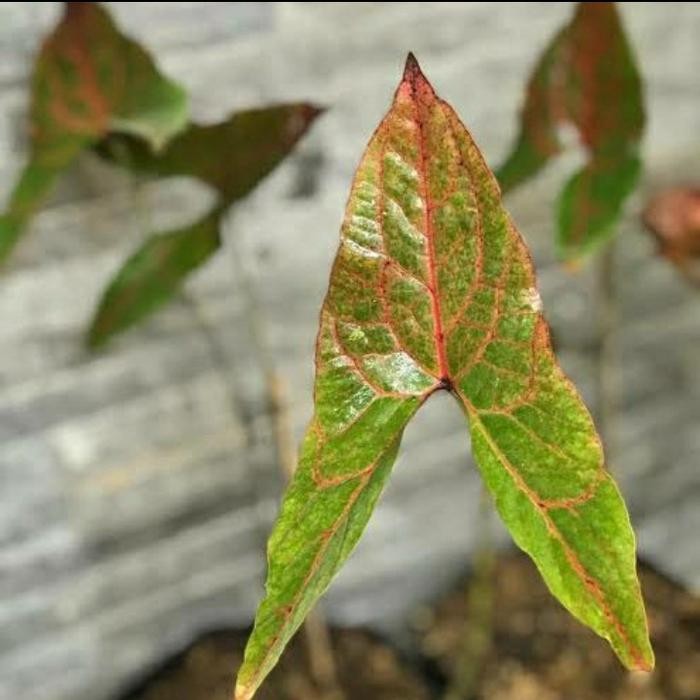JTTOP" TANAMAN HIAS ALOCASIA BLACK JACK - KELADI PAPUA - ALOCASIA
