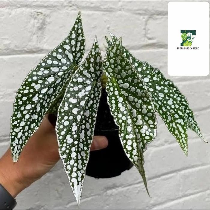 JTTOP" TANAMAN HIAS BEGONIA WHITE ICE - BEGONIA POLKADOT PUTIH - BEGONIA HIAS