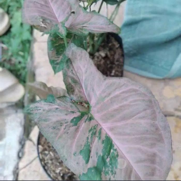 JTTOP" TANAMAN HIAS SYINGONIUM HIJAU PINK FLORIDA - SYINGONIUM PINK