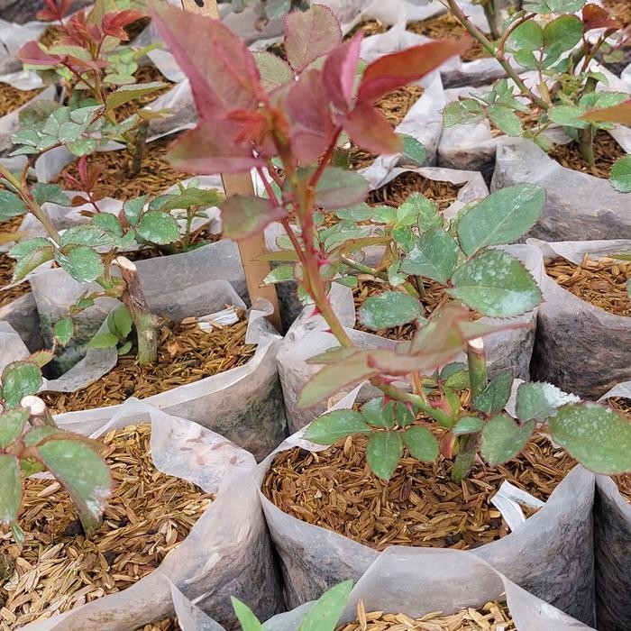 JTTOP" TANAMAN MAWAR HOLLAND MERAH - ROSES SEXY RED - TANAMAN BUNGA