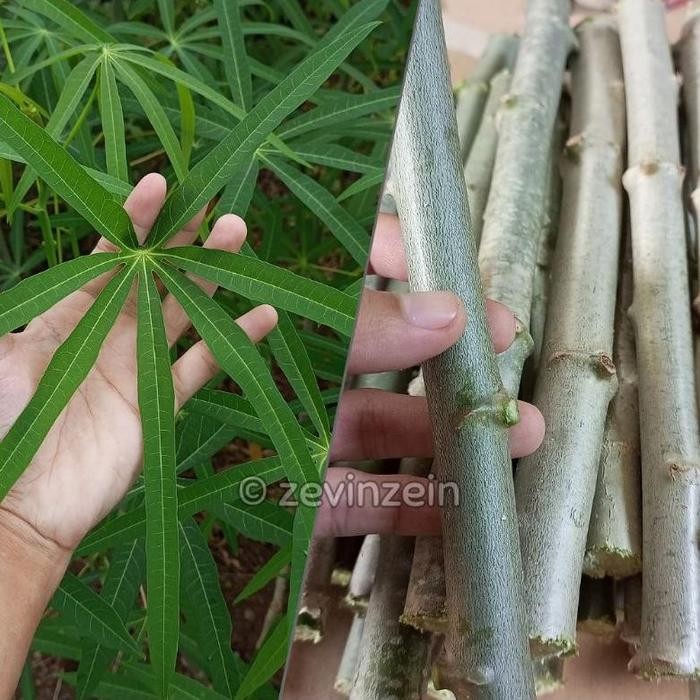 Bibit Stek Singkong Sayur Daun Sempit / Singkong Arab