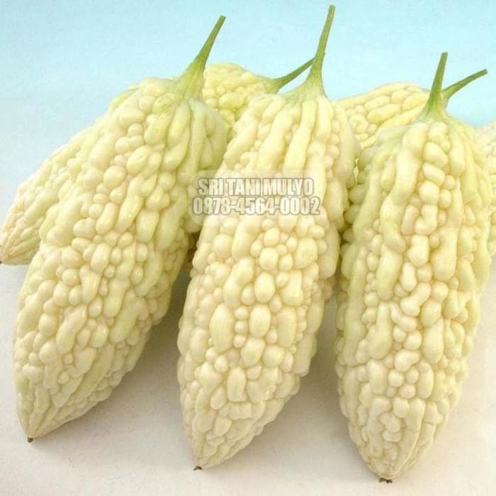 Benih Bibit Pare Putih HIGH MOON - Bibit Tanaman Sayur Sayuran Pare