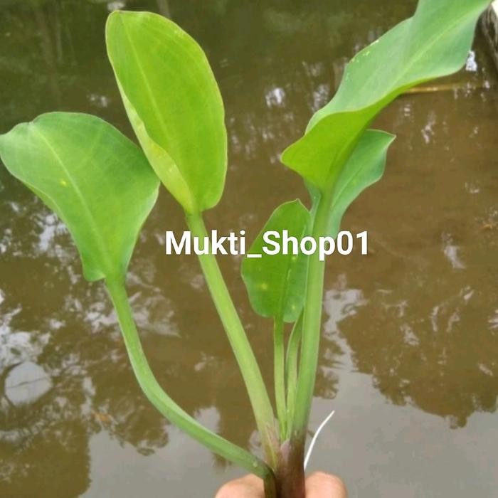 Bibit genjer gendot eceng sayur siap tanam