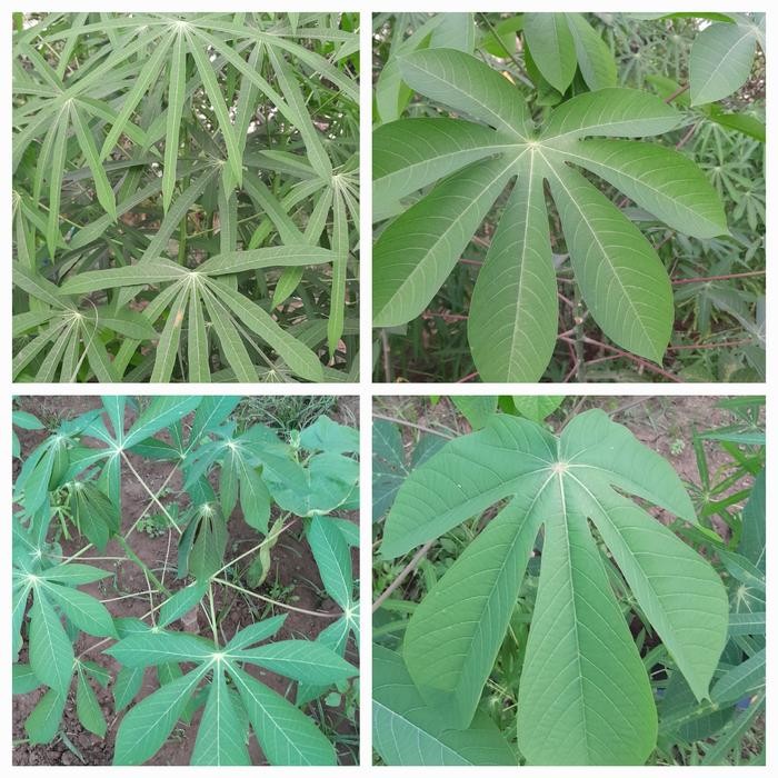 PAKET 4 JENIS BIBIT SINGKONG / SINGKONG MANGGU / SINGKONG SAYUR / SINGKONG MENTEGA / SINGKONG KARET