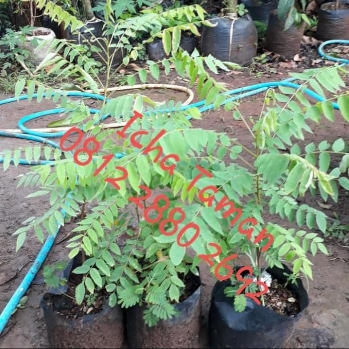 Pohon Belimbing wuluh / Belimbing Sayur - Bibit Pohon Belimbing wuluh