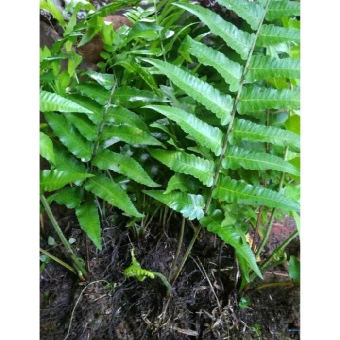 Bibit Pakis sayur Organik Sayuran segar Organik per 10-12 Bibit