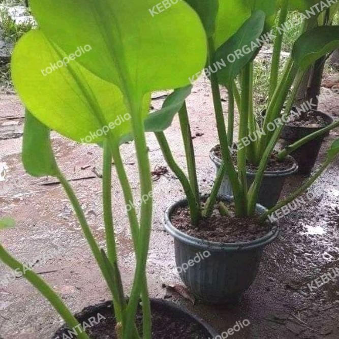 Bibit Genjer Sayur Organik Bibit tanaman genjer sayur