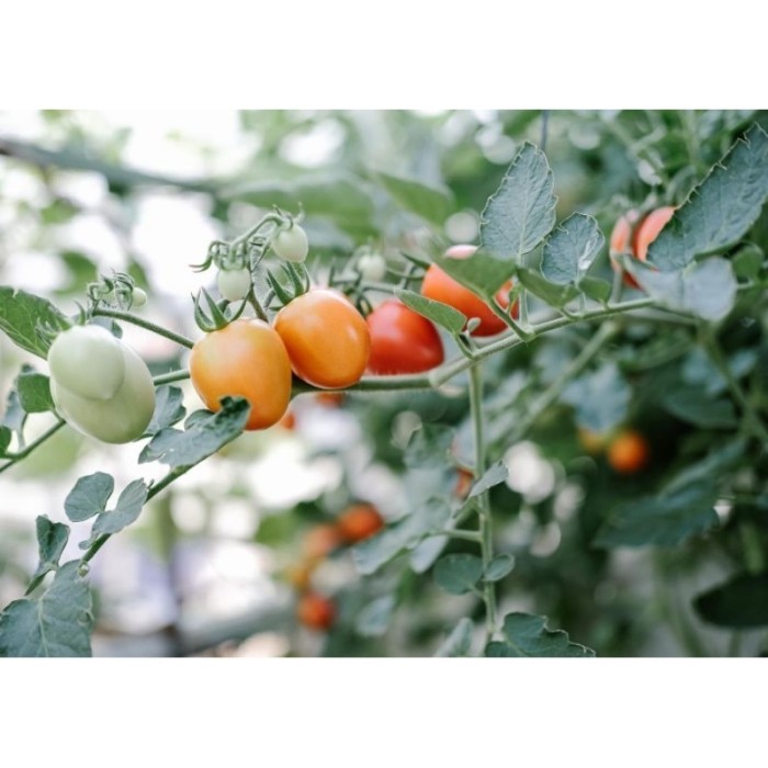 Bibit Tomat sayur murah / Tanaman tomat ceri sayur