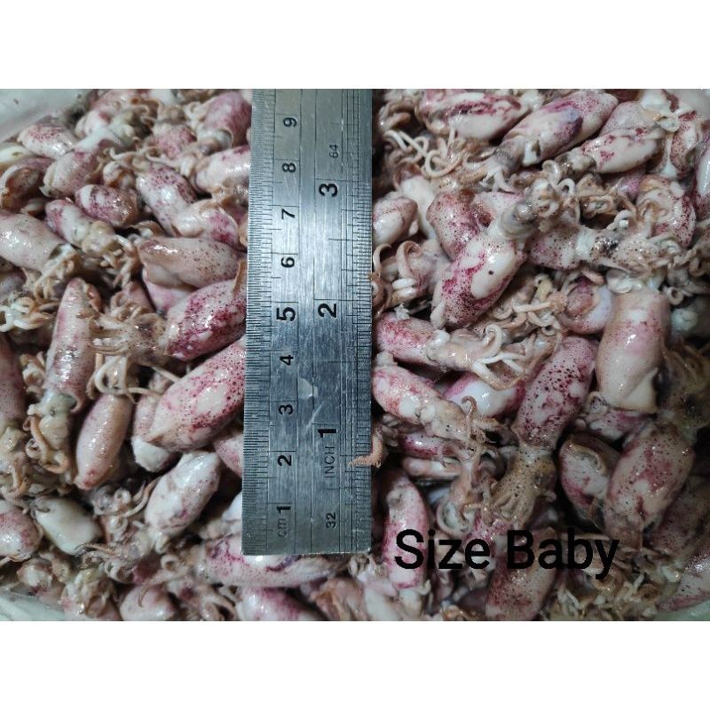 

Sotong / Cumi / Cumi Asin / Cumi Rebus 500 Gram Size JumboSedangBaby