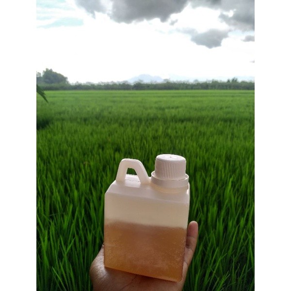 

Sega Tungtung Madu Asli Original Nektar Multiflora Apis Melifera Berat 500 Gram Free Box Dus Packing