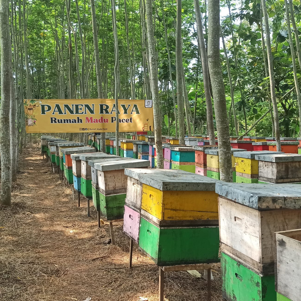 

Sega Tungtung Madu Murni Full Nektar Asli 100% Pure Raw Honey Rumah Madu Pacet