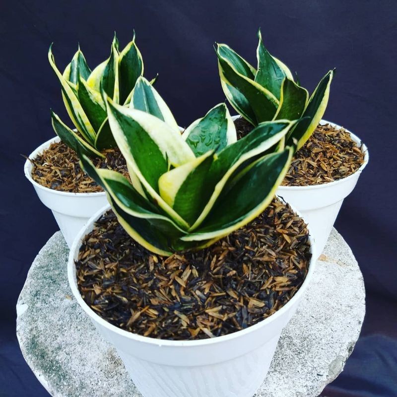 Sensivera pagoda - lidah mertua mini pagoda