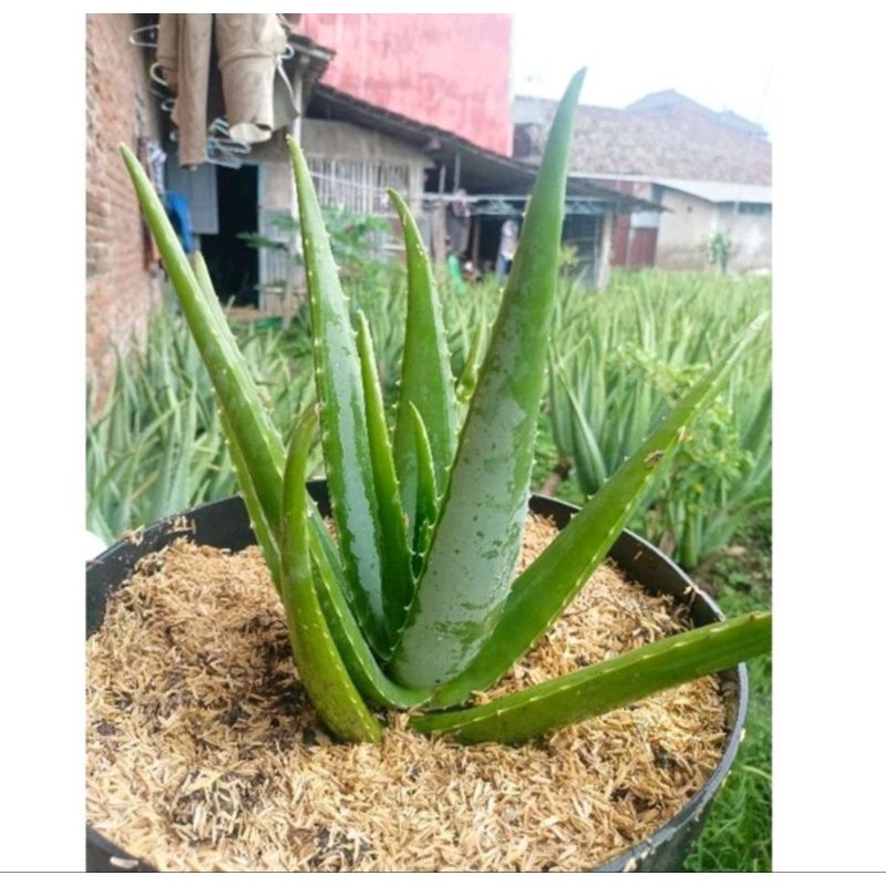 Bibit Lidah Buaya Jumbo Barbadensis