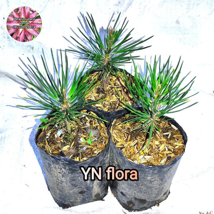 

Terlaris Paket Hemat 3 Bibit Japanese Black Pine Usia 4-6 Bulan Bahan Bonsai