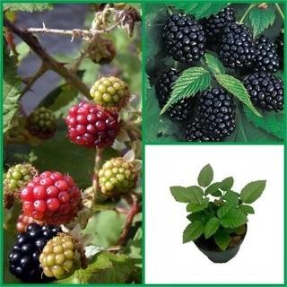 

Terlaris Bibit Blackberry Tidak Berduri