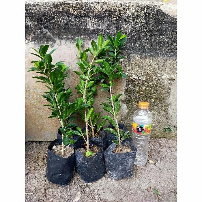 

Terlaris Paket 20 Bibit Bonsai Ficus Elegan/Bibit Beringin Elegan