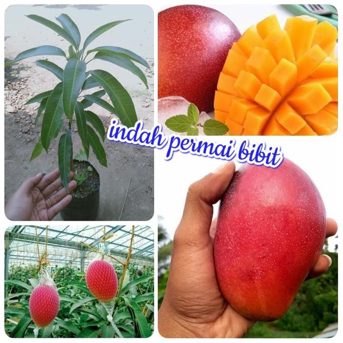 

Terlaris Bibit Mangga Red Golden Miyazaki