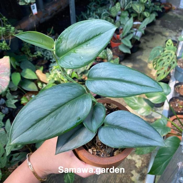 

Tanaman Hias Sirih Gading/Tanaman Hidup/Tanaman Bisa Hidup Di Air