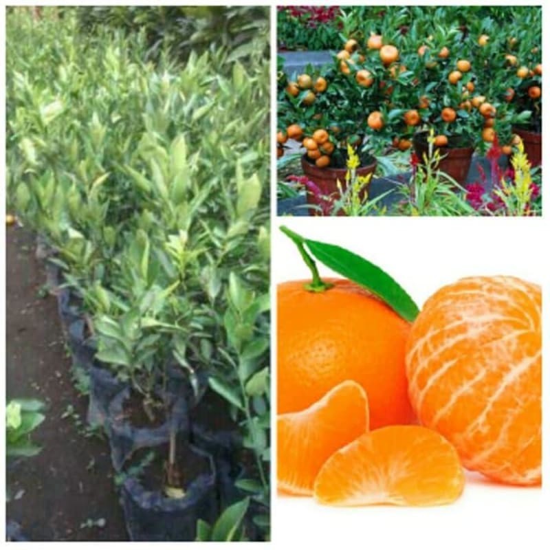bibit jeruk mandarin