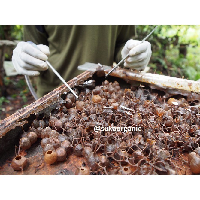 

Suka - Stingless Bee Honey / Madu Lebah Stingless Trigona (450 ml)