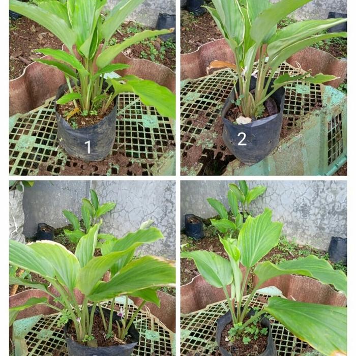

Terlaris Kunyit Hitam Bibit