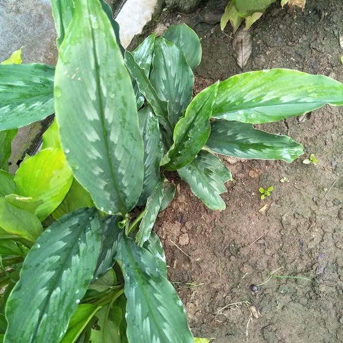 

Terlaris Bibit Tanaman Kunyit Putih